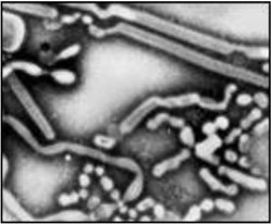 Avian Influenza Virus